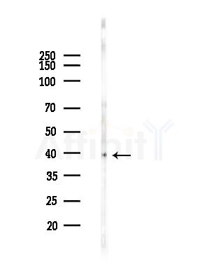 TMOD4 Antibody - Western blot analysis of lysates from B16F10-LUC cells(heat-shock, 45min treatment), using TMOD4 Antibody at 1/1000 dilution.