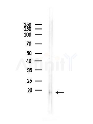 UQCRFS1 Antibody - Western blot analysis of lysates from Mouse testis, using UQCRFS1 Antibody at 1/1000 dilution.