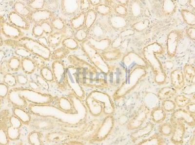 BCO2 Antibody - DF12250 at 1/100 staining human normal kidney tissue by IHC-P.