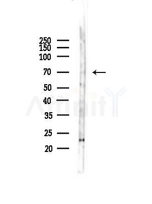 CCDC22 Antibody - Western blot analysis of lysates from Mouse testis, using CCDC22 Antibody at 1/1000 dilution.
