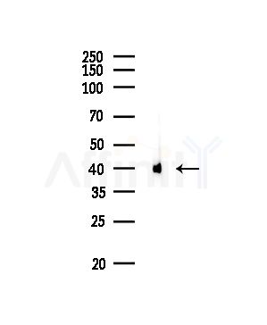 CKMT1A Antibody - Western blot analysis of lysates from Rat brain, using CKMT1A Antibody at 1/1000 dilution.