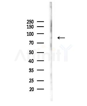 CREB3L1/OASIS Antibody - Western blot analysis of lysates from Mouse liver, using CREB3L1/OASIS Antibody at 1/1000 dilution.