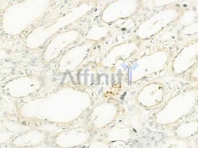 DNAJC10 Antibody - DF12269 at 1/100 staining human normal kidney tissue by IHC-P.