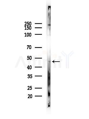 FECH Antibody - Western blot analysis of lysates from COLO205 cells(heat-shock,45min treatment), using FECH Antibody at 1/1000 dilution.