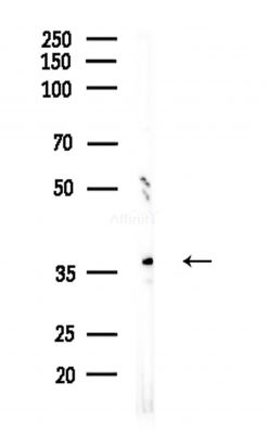 FSTL1 Antibody - Western blot analysis of lysates from Hela cells(heat-shock,45min treatment), using FSTL1 Antibody at 1/1000 dilution.