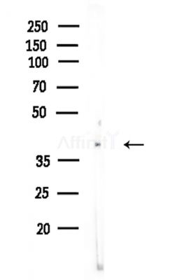 FSTL1 Antibody - Western blot analysis of lysates from Rat brain, using FSTL1 Antibody at 1/1000 dilution.