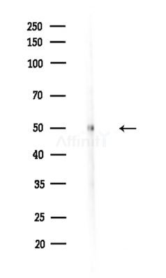 GSDMD Antibody - Western blot analysis of lysates from A375 cells(LPS,4h treatment), using GSDMD Antibody at 1/1000 dilution.