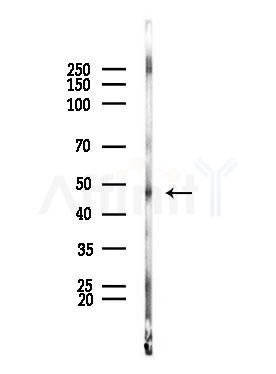 HOMER1 Antibody - Western blot analysis of lysates from Rat brain, using HOMER1 Antibody at 1/1000 dilution.
