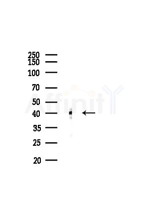 IVD Antibody - Western blot analysis of lysates from Mouse testis, using IVD Antibody at 1/1000 dilution.