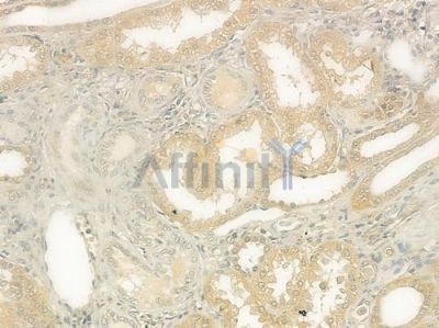 DIAPH1 Antibody - DF12292 at 1/100 staining human normal kidney tissue by IHC-P.