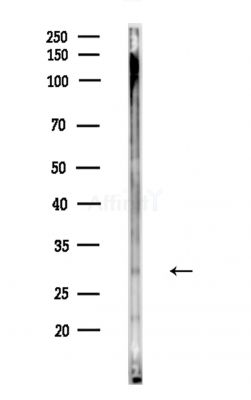 MPZL2 Antibody - Western blot analysis of lysates from Mouse testis, using MPZL2 Antibody at 1/1000 dilution.