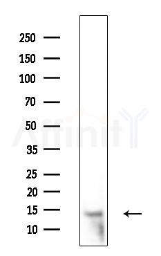 NA14 Antibody - Western blot analysis of extracts from Mouse testis, using NA14 Antibody at 1/1000 dilution.