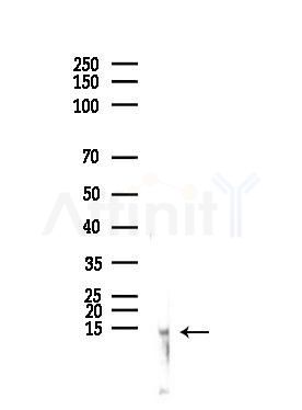 NA14 Antibody - Western blot analysis of lysates from Mouse testis, using NA14 Antibody at 1/1000 dilution.