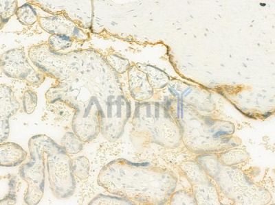 NDUFB11 Antibody - DF12300 at 1/100 staining human normal placenta tissue by IHC-P.