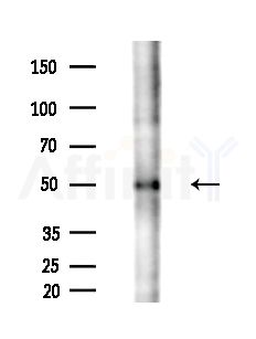 SACM1L Antibody - Western blot analysis of extracts from Mouse liver, using SACM1L Antibody at 1/1000 dilution.