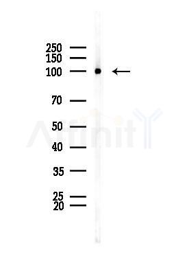 SFPQ Antibody - Western blot analysis of lysates from Rat brain, using SFPQ Antibody at 1/1000 dilution.