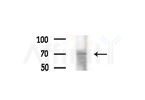 SLC38A3 Antibody - Western blot analysis of extracts from Mouse liver, using SLC38A3 Antibody at 1/1000 dilution.