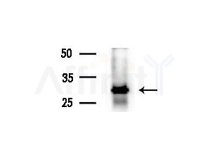 SNRPB2 Antibody - Western blot analysis of extracts from HepG2 cells(heat-shock treatment), using SNRPB2 Antibody at 1/1000 dilution.