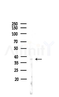 STBD1 Antibody - Western blot analysis of lysates from Hela cells(heat-shock,45min treatment), using STBD1 Antibody at 1/1000 dilution.