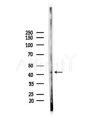 Syntaxin 16 Antibody - Western blot analysis of lysates from Mouse liver, using Syntaxin 16 Antibody at 1/1000 dilution.