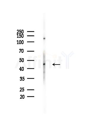 TIMM44 Antibody - Western blot analysis of lysates from Rat brain, using TIMM44 Antibody at 1/1000 dilution.