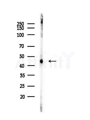 UQCRC1 Antibody - Western blot analysis of lysates from A375 cells(heat-shock, 45min treatment), using UQCRC1 Antibody at 1/1000 dilution.