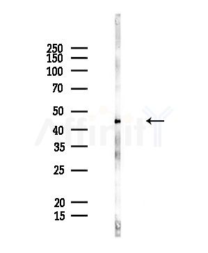 UQCRC2 Antibody - Western blot analysis of lysates from Rat liver, using UQCRC2 Antibody at 1/1000 dilution.