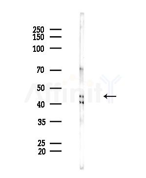 UQCRC2 Antibody - Western blot analysis of lysates from Mouse brain, using UQCRC2 Antibody at 1/1000 dilution.