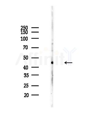 WBP2NL Antibody - Western blot analysis of lysates from Hela cells(heat-shock,45min treatment), using WBP2NL Antibody at 1/1000 dilution.