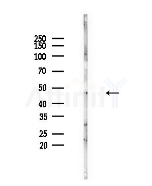 WBP2NL Antibody - Western blot analysis of lysates from PC12 cells(starvation,24h treatment), using WBP2NL Antibody at 1/1000 dilution.