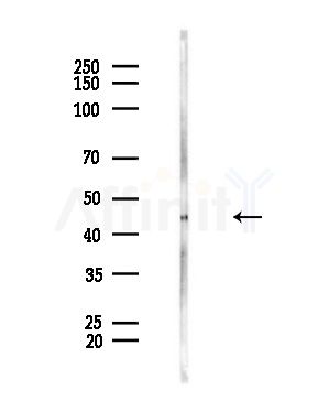 WBP2NL Antibody - Western blot analysis of lysates from Mouse brain, using WBP2NL Antibody at 1/1000 dilution.