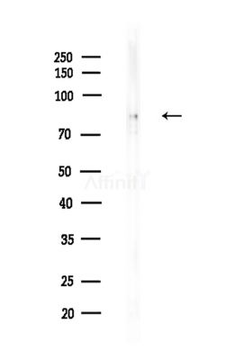 Aconitase 2 Antibody - Western blot analysis of lysates from Mouse testis, using Aconitase 2 Antibody at 1/1000 dilution.