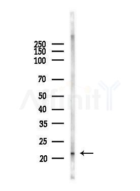 ARL8B Antibody - Western blot analysis of lysates from Mouse testis, using ARL8B Antibody at 1/1000 dilution.