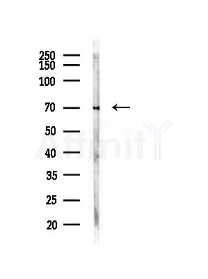 ATP6V1A Antibody - Western blot analysis of lysates from Rat brain, using ATP6V1A Antibody at 1/1000 dilution.