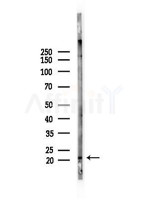 CHCHD4 Antibody - Western blot analysis of lysates from Mouse liver, using CHCHD4 Antibody at 1/1000 dilution.
