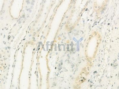 COLEC11 Antibody - DF12368 at 1/100 staining human normal kidney tissue by IHC-P.