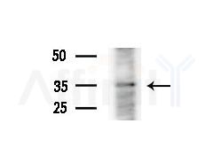 COQ9 Antibody - Western blot analysis of extracts from Mouse liver, using COQ9 Antibody at 1/1000 dilution.