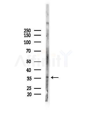 COQ9 Antibody - Western blot analysis of lysates from Mouse liver, using COQ9 Antibody at 1/1000 dilution.