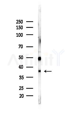 CXXC5 Antibody - Western blot analysis of lysates from Mouse brain, using CXXC5 Antibody at 1/1000 dilution.