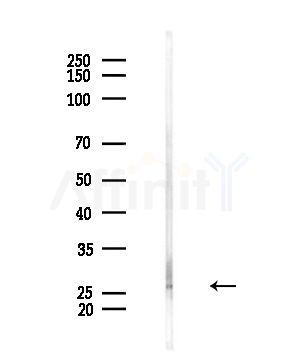 DCTN6 Antibody - Western blot analysis of lysates from Mouse brain, using DCTN6 Antibody at 1/1000 dilution.