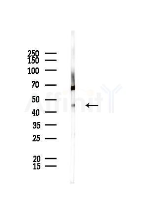 DOM3Z Antibody - Western blot analysis of lysates from LoVo cells(heat-shock,45min treatment), using DOM3Z Antibody at 1/1000 dilution.