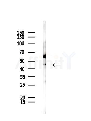 DOM3Z Antibody - Western blot analysis of lysates from Rat testis, using DOM3Z Antibody at 1/1000 dilution.