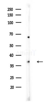 EIF3I Antibody - Western blot analysis of lysates from A375 cells(LPS,4h treatment), using EIF3I Antibody at 1/1000 dilution.