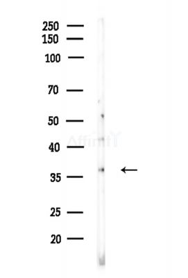 EIF3I Antibody - Western blot analysis of lysates from Mouse testis, using EIF3I Antibody at 1/1000 dilution.