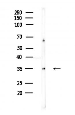 EIF3I Antibody - Western blot analysis of lysates from Hela cells(heat-shock,45min treatment), using EIF3I Antibody at 1/1000 dilution.