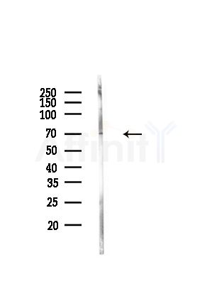 EXOC5 Antibody - Western blot analysis of lysates from Rat brain, using EXOC5 Antibody at 1/1000 dilution.