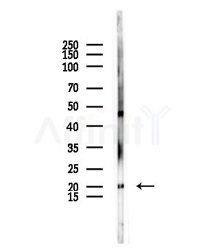 GREM2 Antibody - Western blot analysis of lysates from HepG2 cells(starvation,24h treatment), using GREM2 Antibody at 1/1000 dilution.