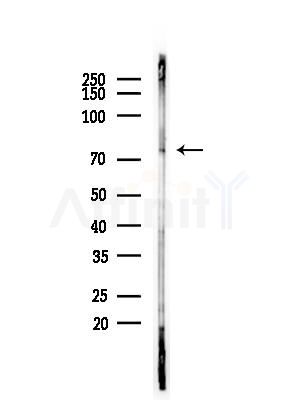 HBS1L Antibody - Western blot analysis of lysates from COLO205 cells(heat-shock,45min treatment), using HBS1L Antibody at 1/1000 dilution.