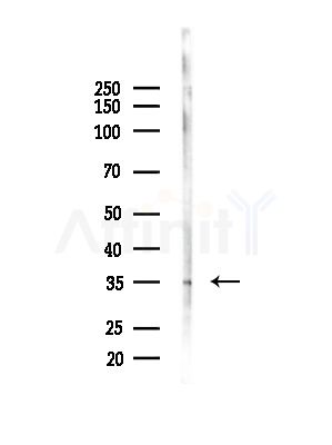 ITLN1 Antibody - Western blot analysis of lysates from Mouse liver, using ITLN1 Antibody at 1/1000 dilution.