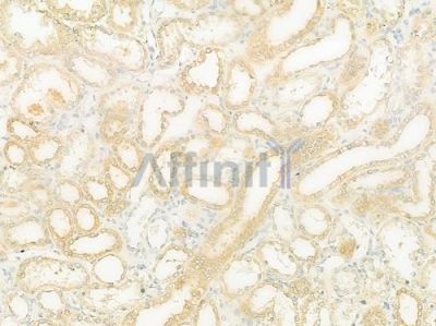 LETM1 Antibody - DF12417 at 1/100 staining human normal kidney tissue by IHC-P.